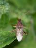 Stictopleurus sp.